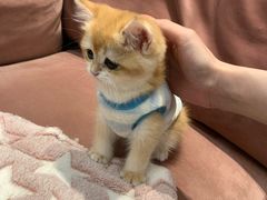 -袖虎·猫馆(体育西路店)