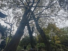 -秋霞圃