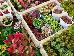 -溪岸路花鸟市场