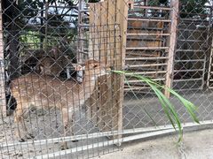 -鹿境梅花鹿生态园区