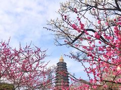 -红梅公园