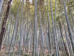 -上海佘山国家森林公园天马山园