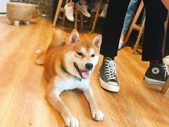 -柴犬高等学院·狗咖·柴犬售卖·宠物训练