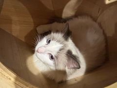-楼上猫咖(罗湖店)
