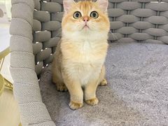 -lincat·猫舍(广州店)