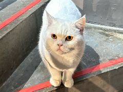 -这儿没有猫·猫咖萌宠馆·撸猫