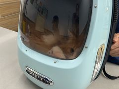 -爱侣宠医·鹦鹉专科·小型哺乳类·异宠专科(灵石路店)