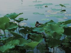 -莲花池公园