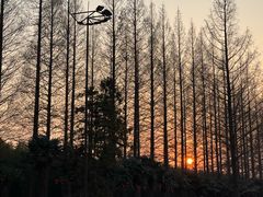 -黄海国家森林公园