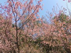 -南山植物园