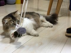 -北京观赏动物医院·24小时大型综合·猫专科·异宠专科