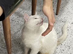 -蓝精灵饺子店