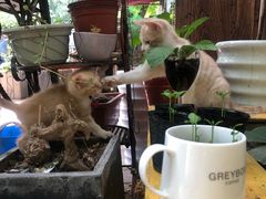 -五进制 Coffee Shop