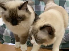 -鼓捣猫呢主题猫咖店