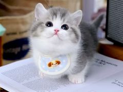 -欣宠猫屋·矮脚拿破仑·蓝金金渐层