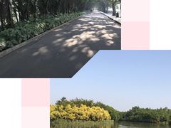 -大湾区中央湿地公园