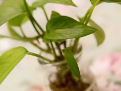 -燕庭·纯燕窝·甜品下午茶(南京西路店)