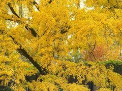 -四川大学(华西校区)