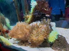 -太平洋海底世界