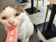-喵园·猫主题咖啡厅·撸猫·猫咖(国贸店)