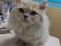 -宠颐生猫科·内科皮肤科(西平世纪城店)