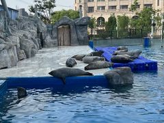 -海合安天津极地海洋公园