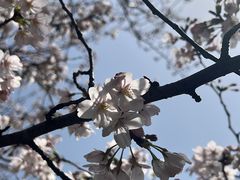 -高东镇樱花园