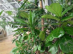 -大树餐厅(红旗街万达店)