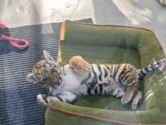 -大连森林动物园