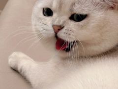-猫十亿·布偶金渐层·曼基康矮脚猫舍(青年路店)