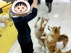 -柴源莊·柴小宠柴犬咖啡