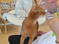 -Let's go狗咖·猫咖·奶狗·桌游(春熙路IFS店)