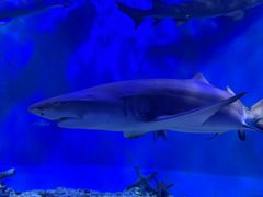 -太平洋海底世界