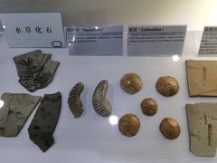 -中国第四纪冰川遗迹陈列馆