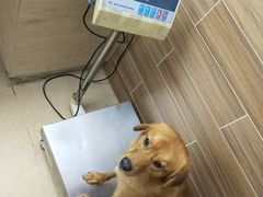 -爱侣宠医·鹦鹉专科·小型哺乳类·异宠专科(灵石路店)