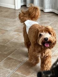 -WAVE SODA摄影工作室