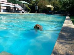 -汪说喵讲宠物乐园宠物酒店(红星美凯龙店)