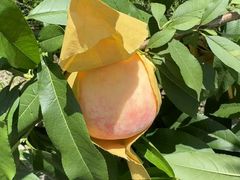 -南汇新场正宗水蜜桃采摘