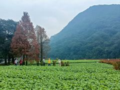 -广州市石门国家森林公园