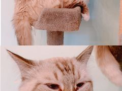 -猫小院猫主题餐厅(三里屯店)