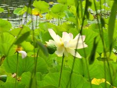-莲花池公园