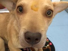 -伟伟宠物医院·CT影像中心·瑞派犬猫综合性门诊(汉口总院)
