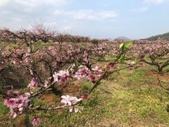 -桑洲油菜花景区