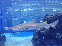 -成都浩海立方海洋公园