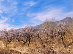 -阳台山自然风景区