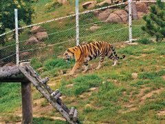 -西霞口神雕山野生动物世界