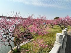 -上海海湾国家森林公园