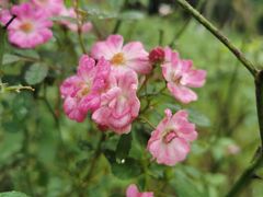 -贡湖湾湿地公园