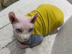 -藏猫猫咖啡主题馆(中央大道店)