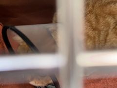 -艾贝尔宠物医院·24H转诊中心·肿瘤猫专科(江宁双龙店)
